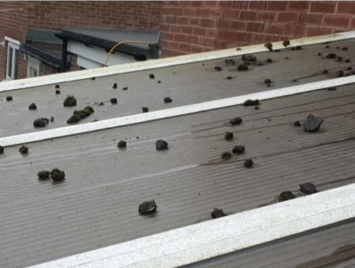 The conservatory roof before cleaning, covered in moss